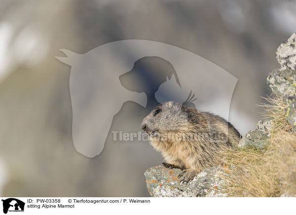 sitting Alpine Marmot / PW-03358
