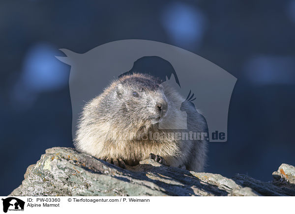 Alpine Marmot / PW-03360