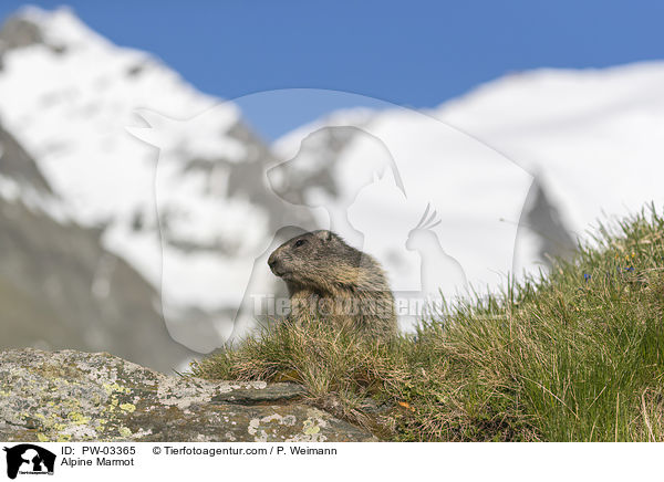 Alpine Marmot / PW-03365