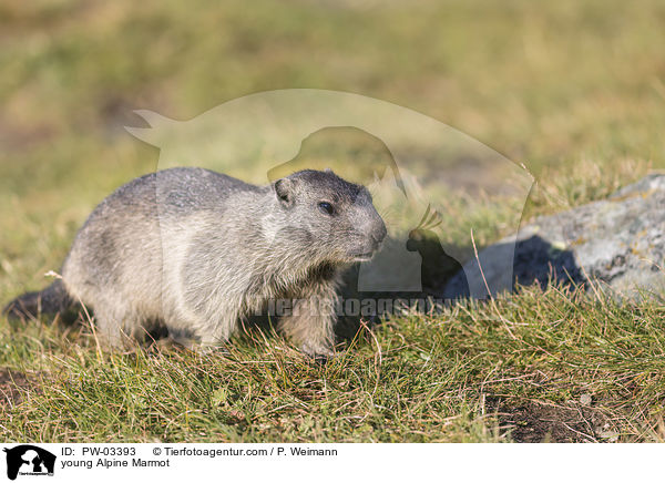 young Alpine Marmot / PW-03393