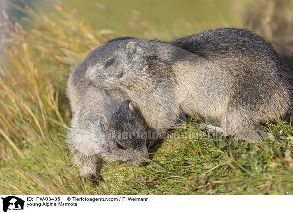 young Alpine Marmots / PW-03435