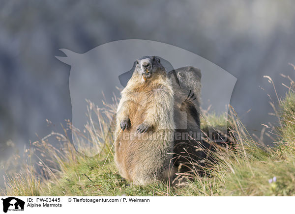Alpine Marmots / PW-03445