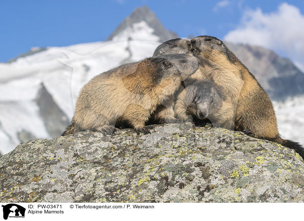 Alpine Marmots / PW-03471