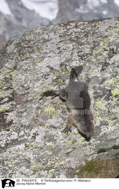 young Alpine Marmot / PW-03475