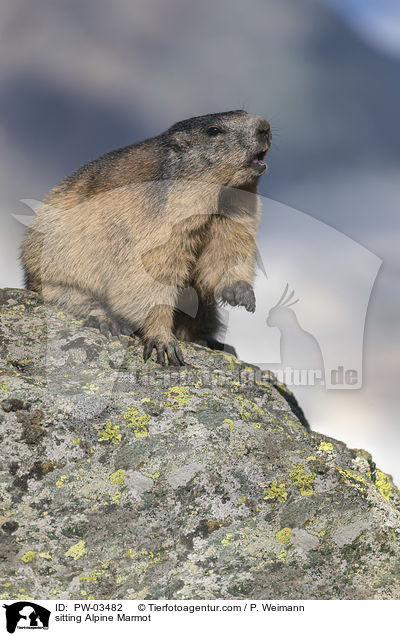 sitting Alpine Marmot  / PW-03482