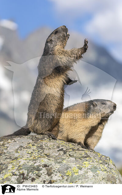 Alpenmurmeltiere / Alpine Marmots / PW-03483