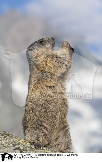 sitting Alpine Marmot  / PW-03491