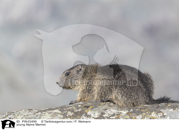 young Alpine Marmot / PW-03499