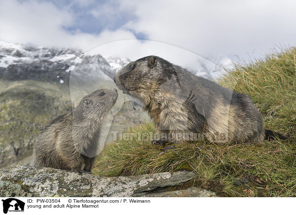 young and adult Alpine Marmot / PW-03504