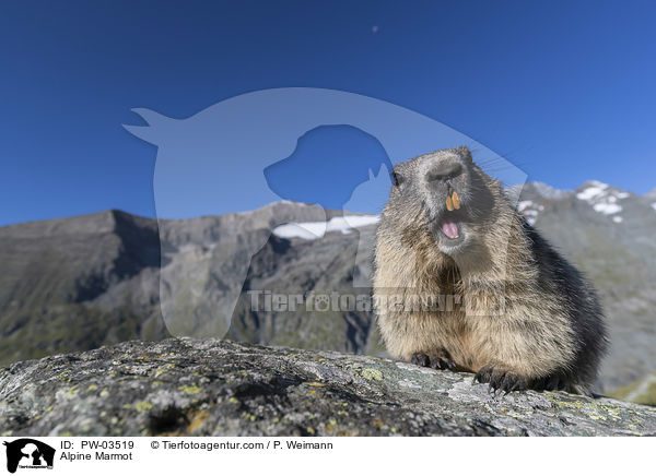 Alpenmurmeltier / Alpine Marmot / PW-03519