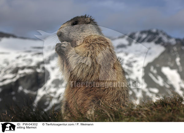 sitting Marmot / PW-04302