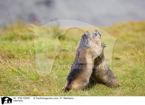 marmots / PW-13555