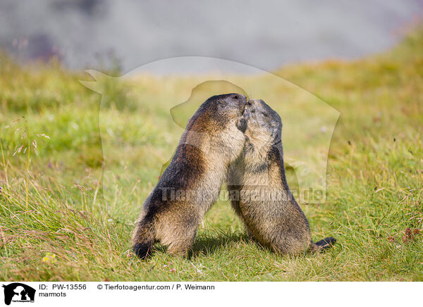 marmots / PW-13556