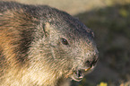 Alpine Marmot Portrait