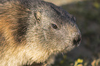 Alpine Marmot Portrait