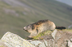 walking Alpine Marmot