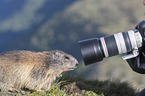 standing Alpine Marmot