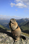 standing Marmot