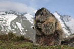 sitting Marmot