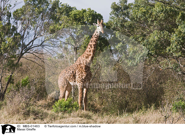 Masai Giraffe / MBS-01463
