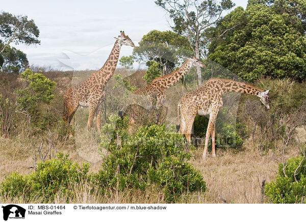 Masai Giraffes / MBS-01464