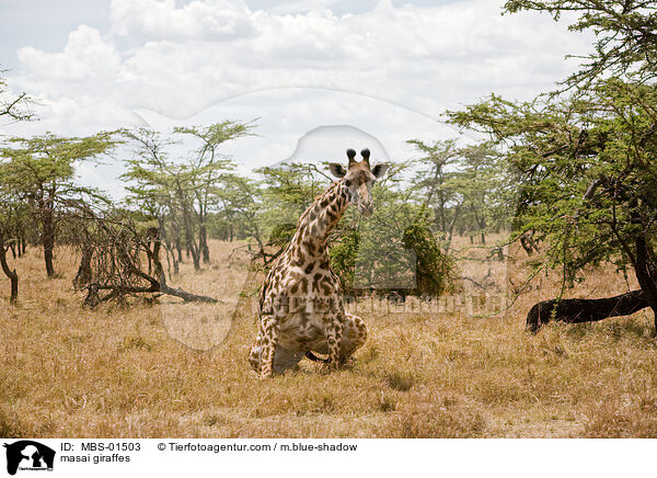 masai giraffes / MBS-01503