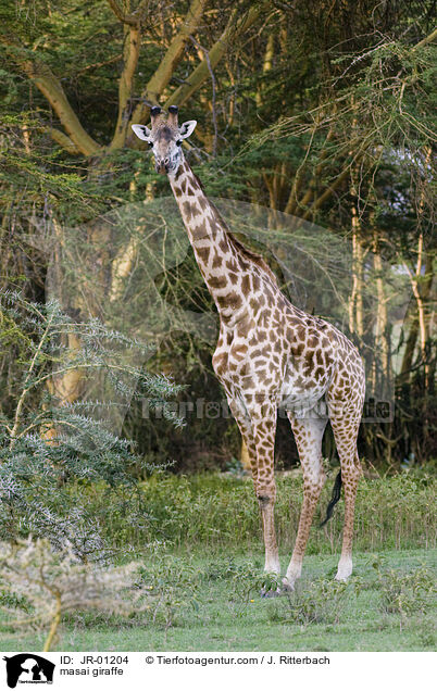 masai giraffe / JR-01204