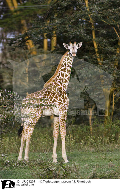 masai giraffe / JR-01207