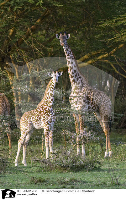 masai giraffes / JR-01208