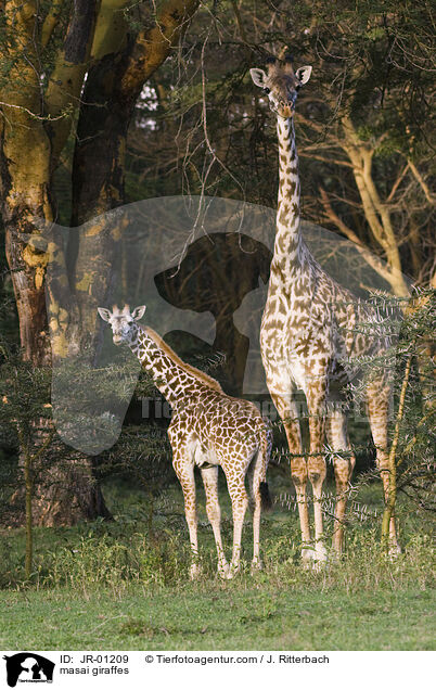 masai giraffes / JR-01209