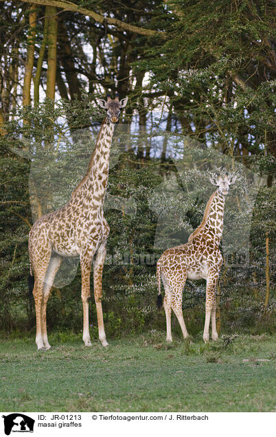 masai giraffes / JR-01213