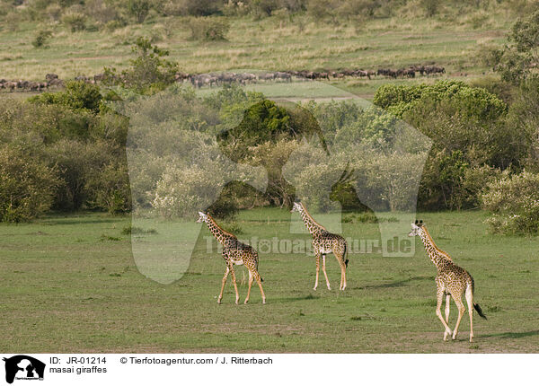 masai giraffes / JR-01214