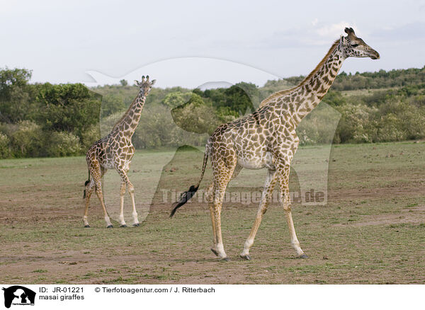 masai giraffes / JR-01221