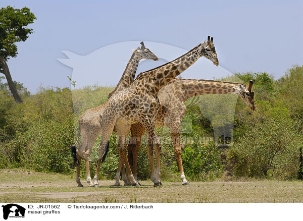 masai giraffes / JR-01562