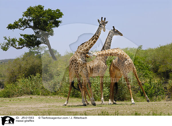 masai giraffes / JR-01563