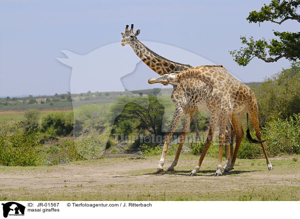 masai giraffes / JR-01567