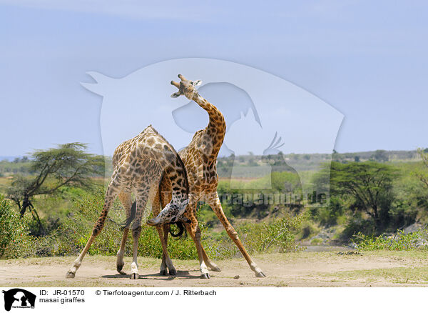 masai giraffes / JR-01570