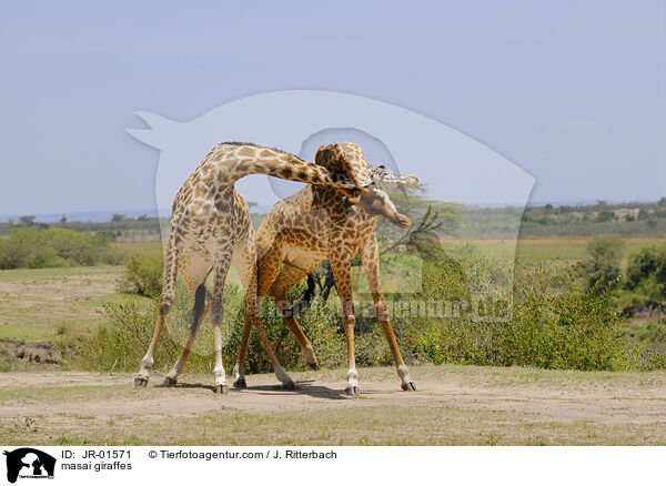 masai giraffes / JR-01571