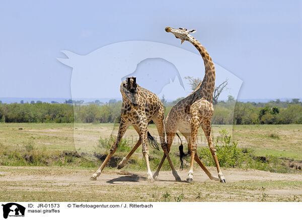 masai giraffes / JR-01573