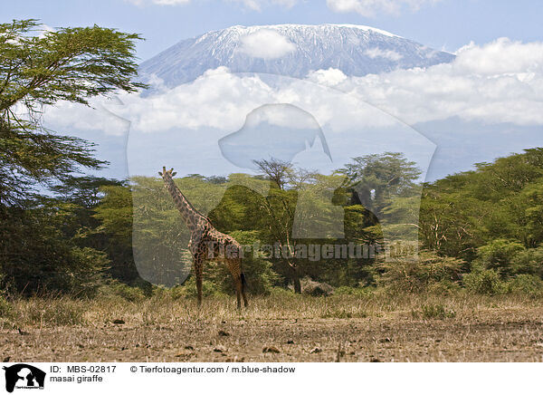 masai giraffe / MBS-02817