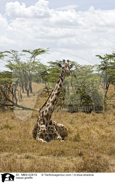 masai giraffe / MBS-02819