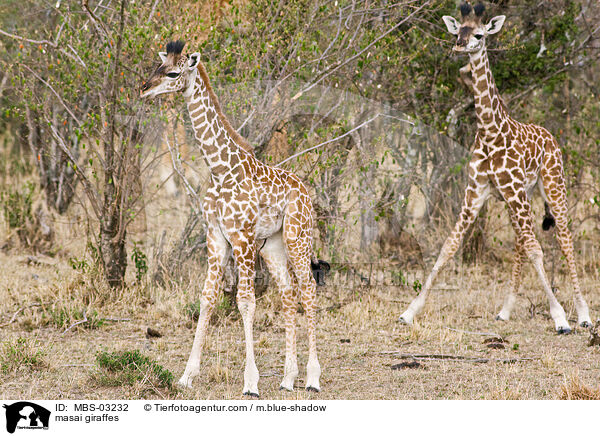 masai giraffes / MBS-03232