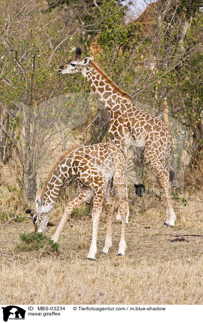 masai giraffes / MBS-03234