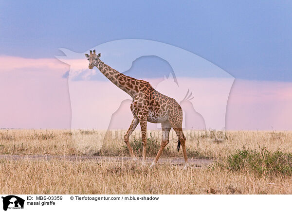 masai giraffe / MBS-03359