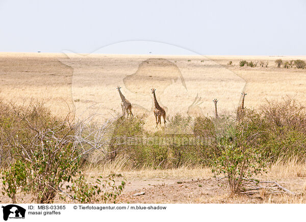 masai giraffes / MBS-03365