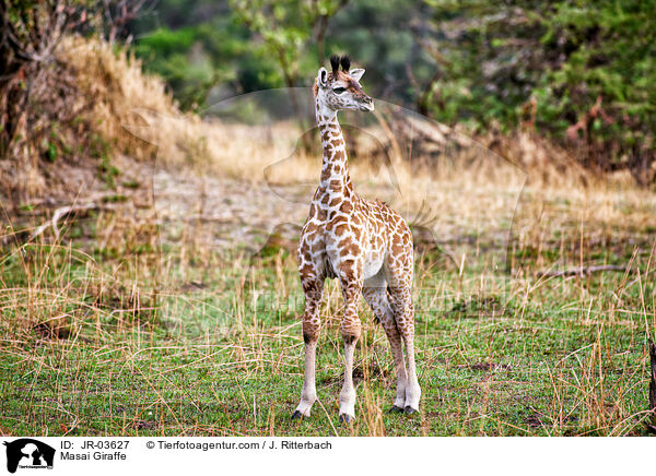 Masai Giraffe / JR-03627
