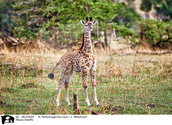 Masai Giraffe / JR-03629