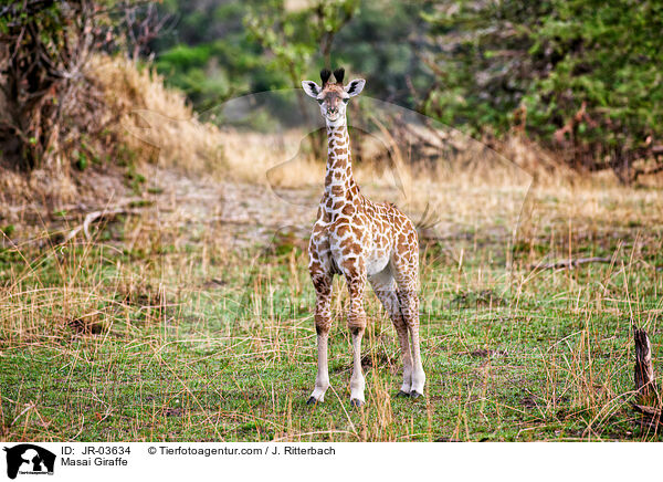 Masai Giraffe / JR-03634