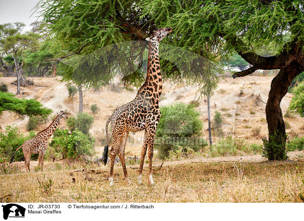 Masai Giraffes / JR-03730