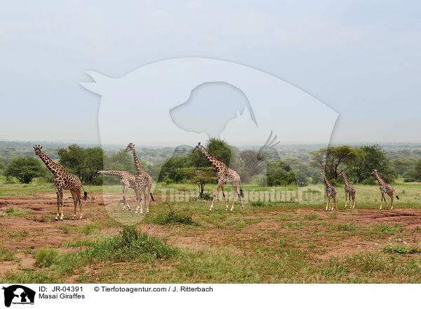 Masai Giraffes / JR-04391